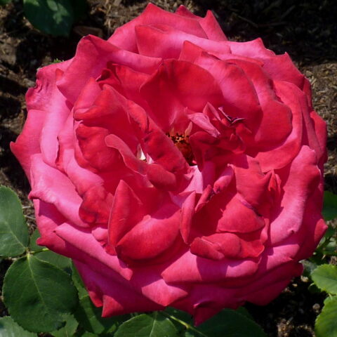Dame de Coeur