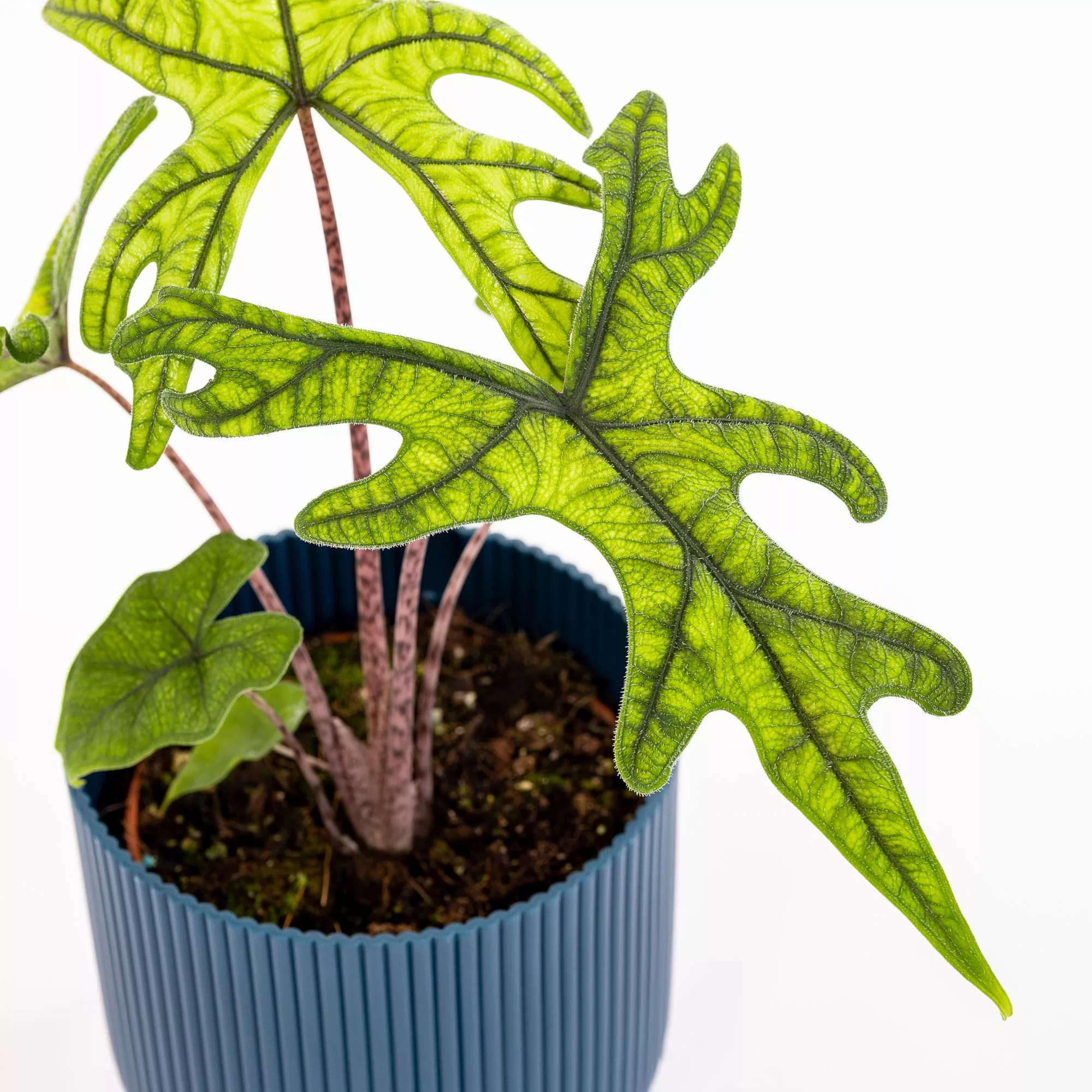 Alocasia "Jacklyn"