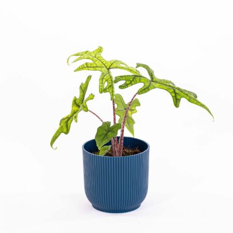 Alocasia "Jacklyn"