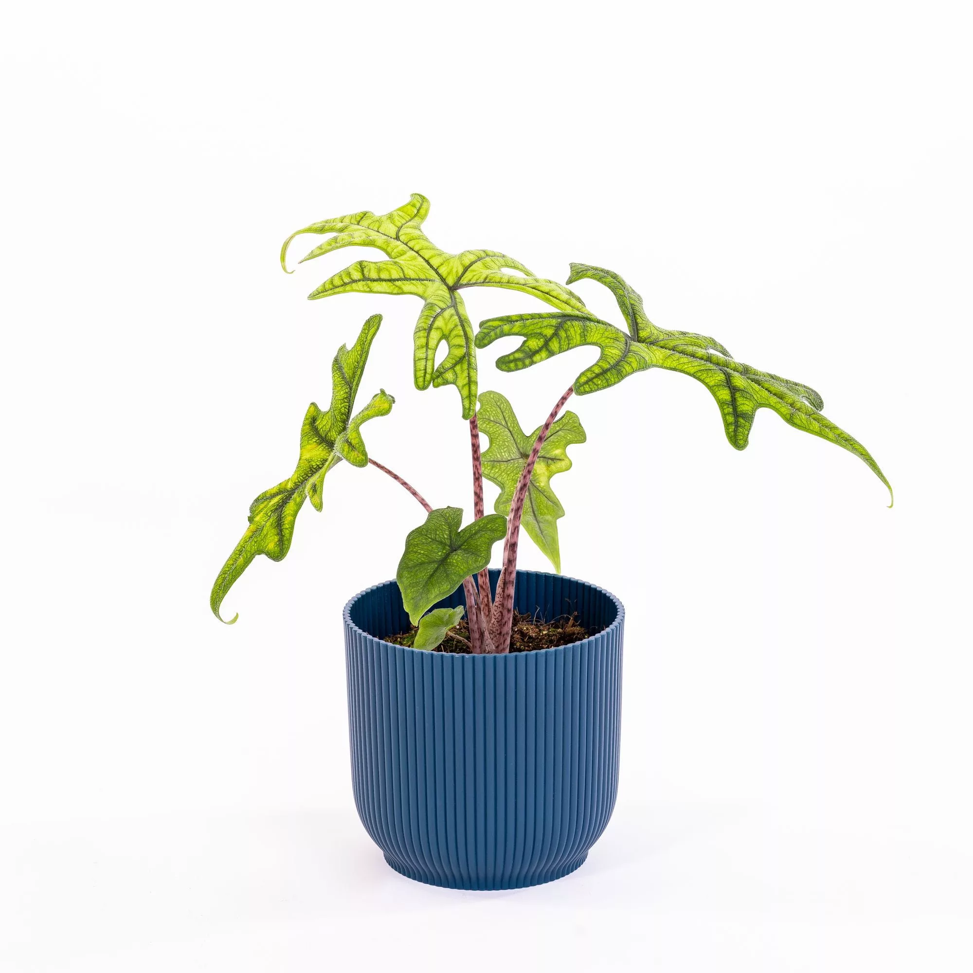 Alocasia "Jacklyn"