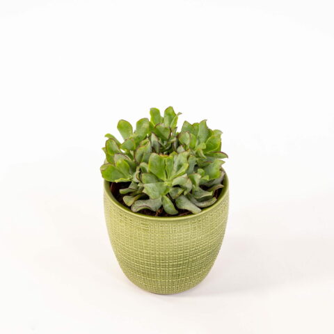 Crassula arborescens subsp. undulatifolia