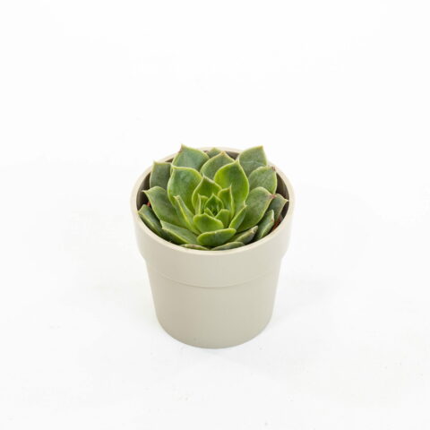 Echeveria "Mexicano"