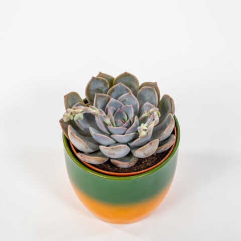 Echeveria jasiri