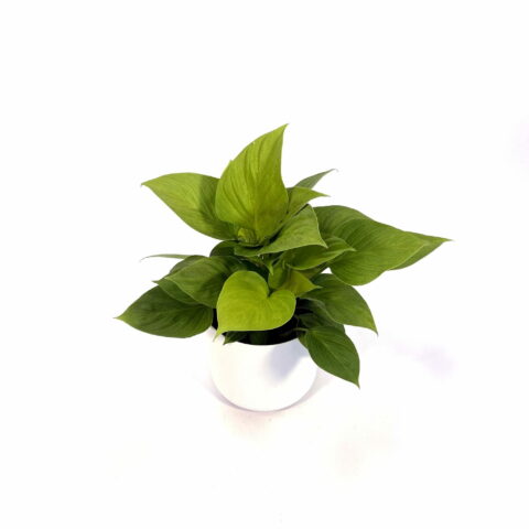 Homalomena rubescens "Lemon Lime"