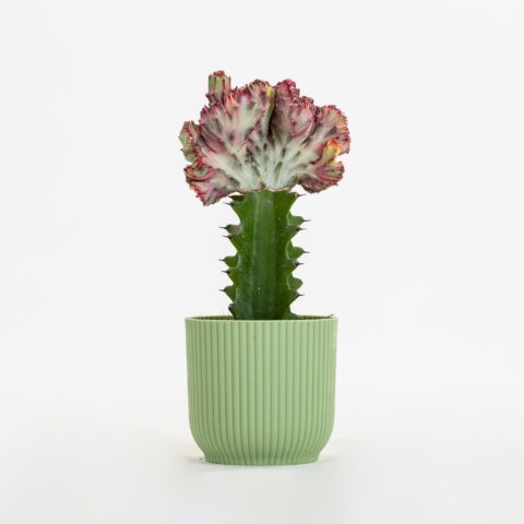 Euphorbia lactea f. crestata