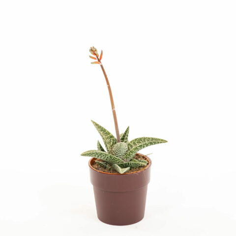 Gasteraloe "Aveo"