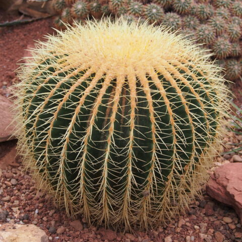 Echinocactus grusonii