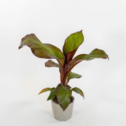 Ensete ventricosum "Maurelii"