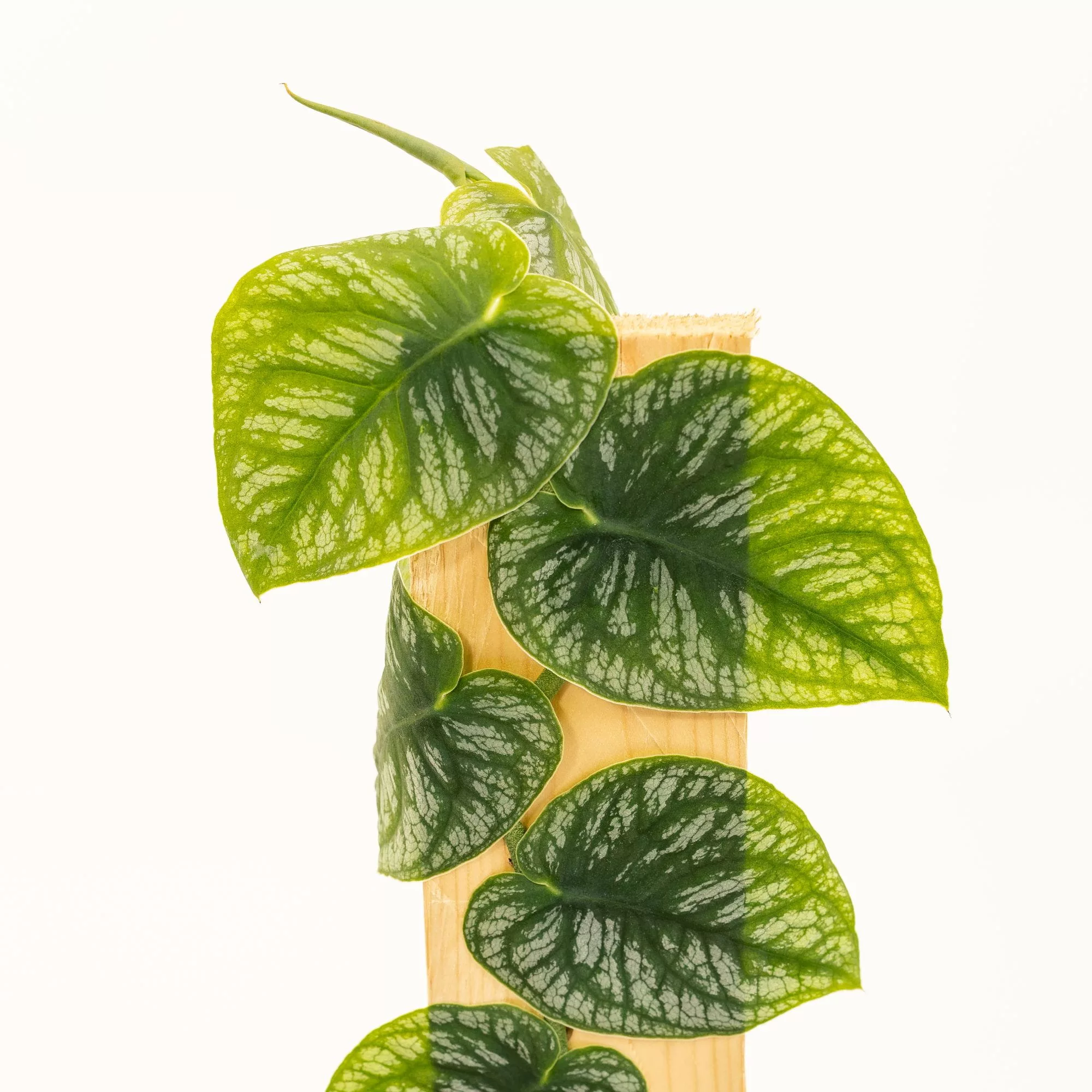 Monstera dubia