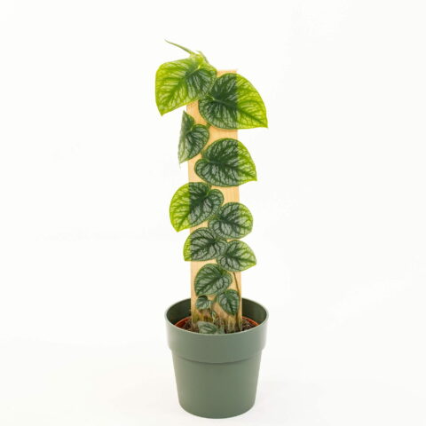 Monstera dubia