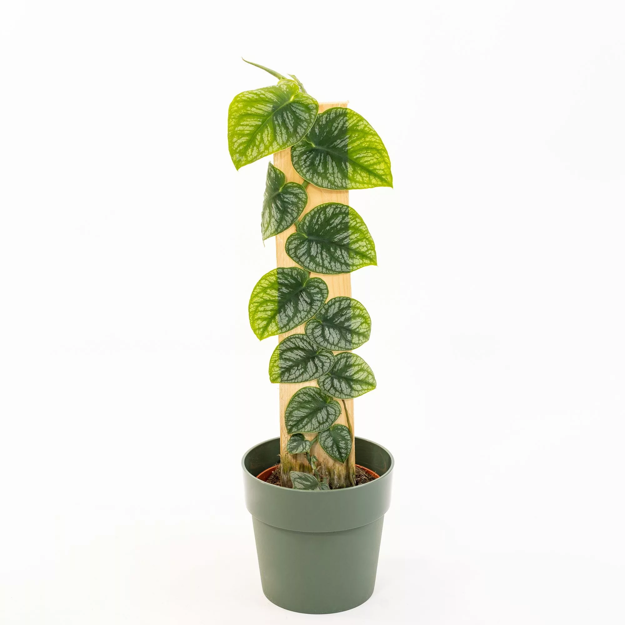 Monstera dubia