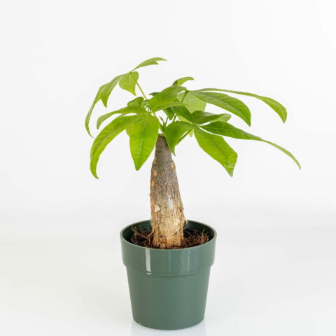 Pachira aquatica "Trunk"