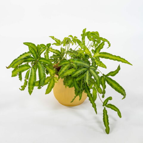 Pteris cretica "Albolineata"