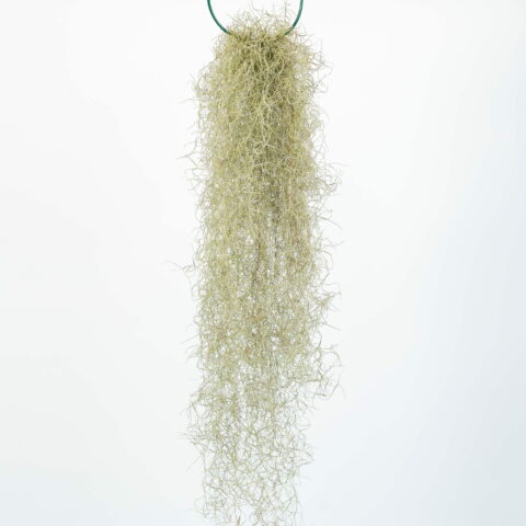 Tillandsia usneoides finis