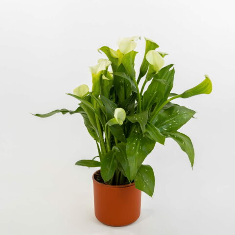 Zantedeschia "Bianca"