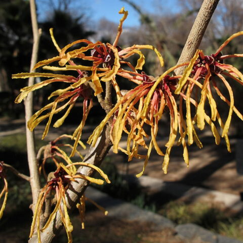 Hamamelis x intermedia "Aurora"