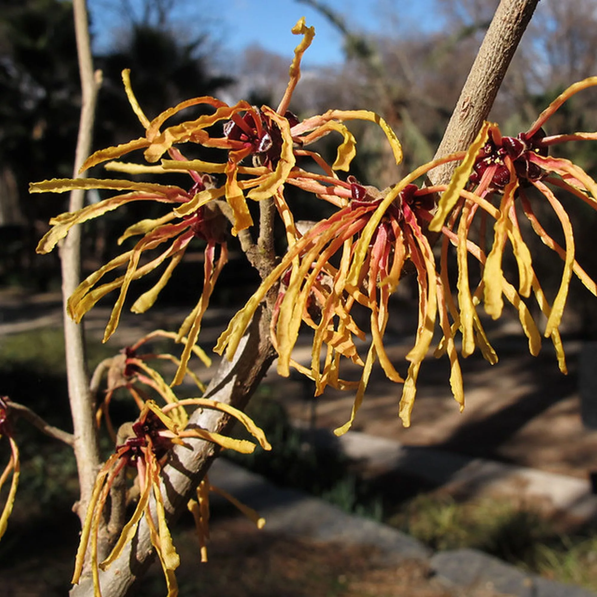 Hamamelis x intermedia "Aurora"