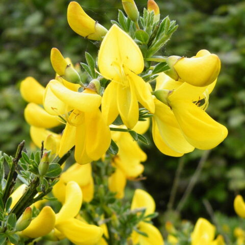 Cytisus scoparius "Vanesse"