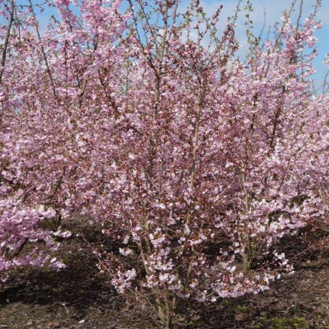 Prunus incisa "Cunera"