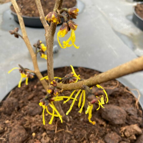 Hamamelis x intermedia "Anne"