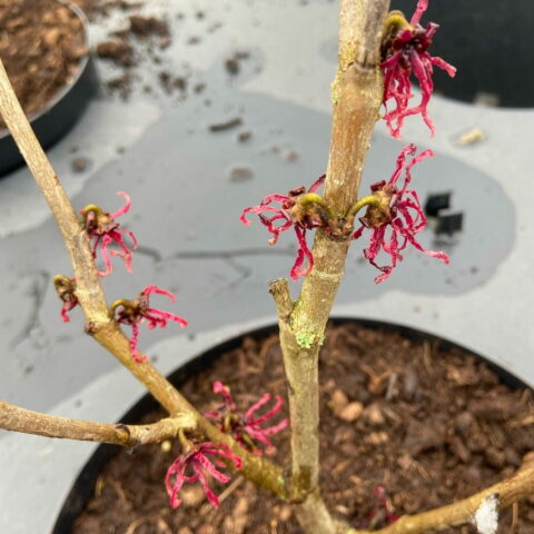 Hamamelis x intermedia "Birgit"