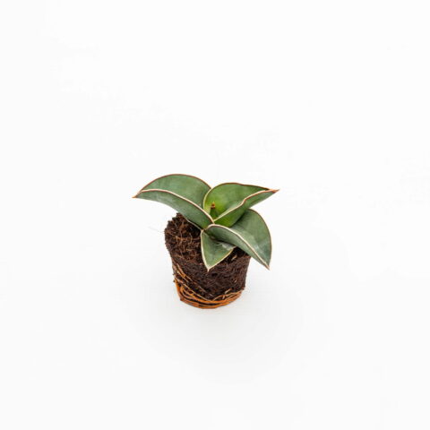 Sansevieria ehrenbergii "Samurai" Baby Plant