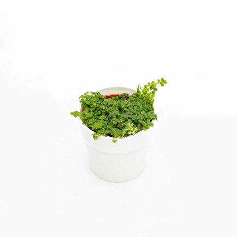 Pilea depressa