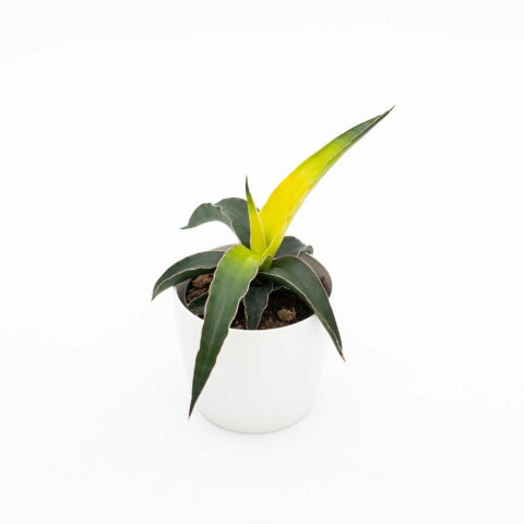 Sansevieria "Star Canary"