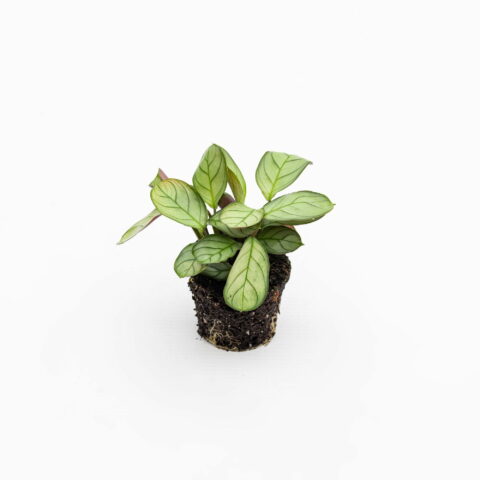 Maranta leuconeura "Amabilis Mint" Baby Plant