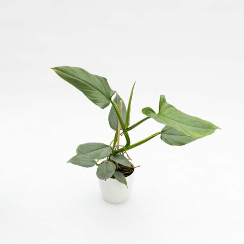 Philodendron "Silver Queen"