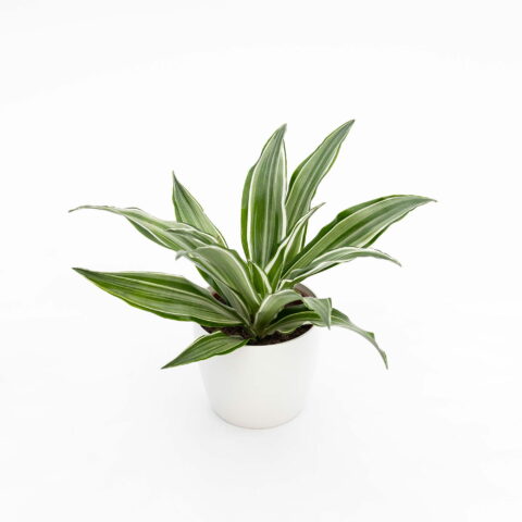 Dracaena fragrans "White Jewel"