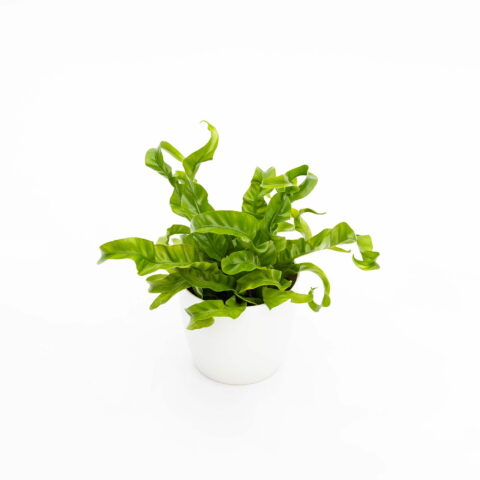 Asplenium antiquum "Hurricane"