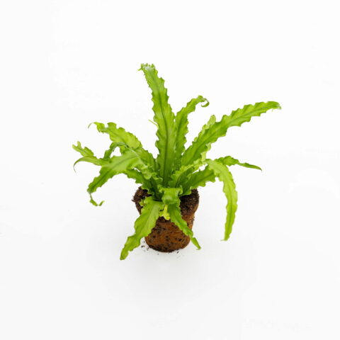 Asplenium antiquum "Osaka" Baby Plant