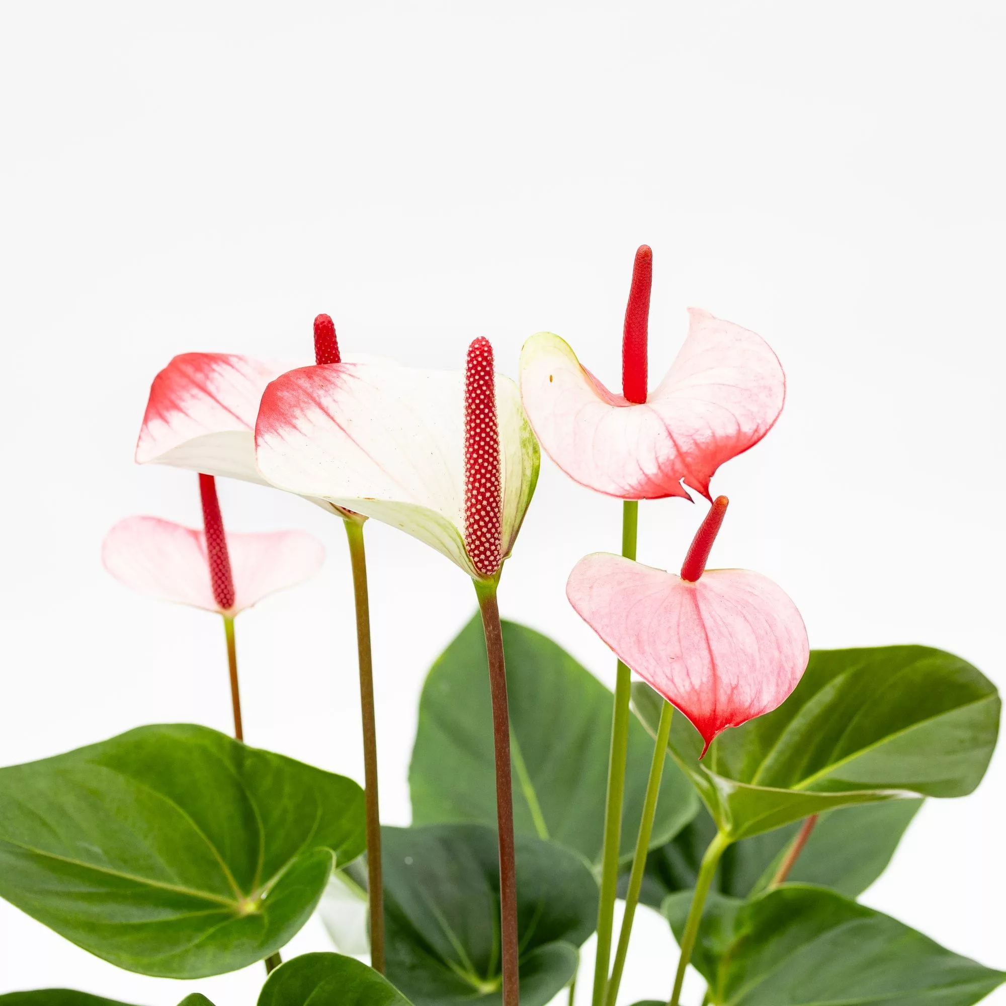 Anthurium andreanum "Princess Amalia Elegance"