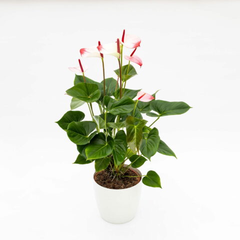 Anthurium andreanum "Princess Amalia Elegance"