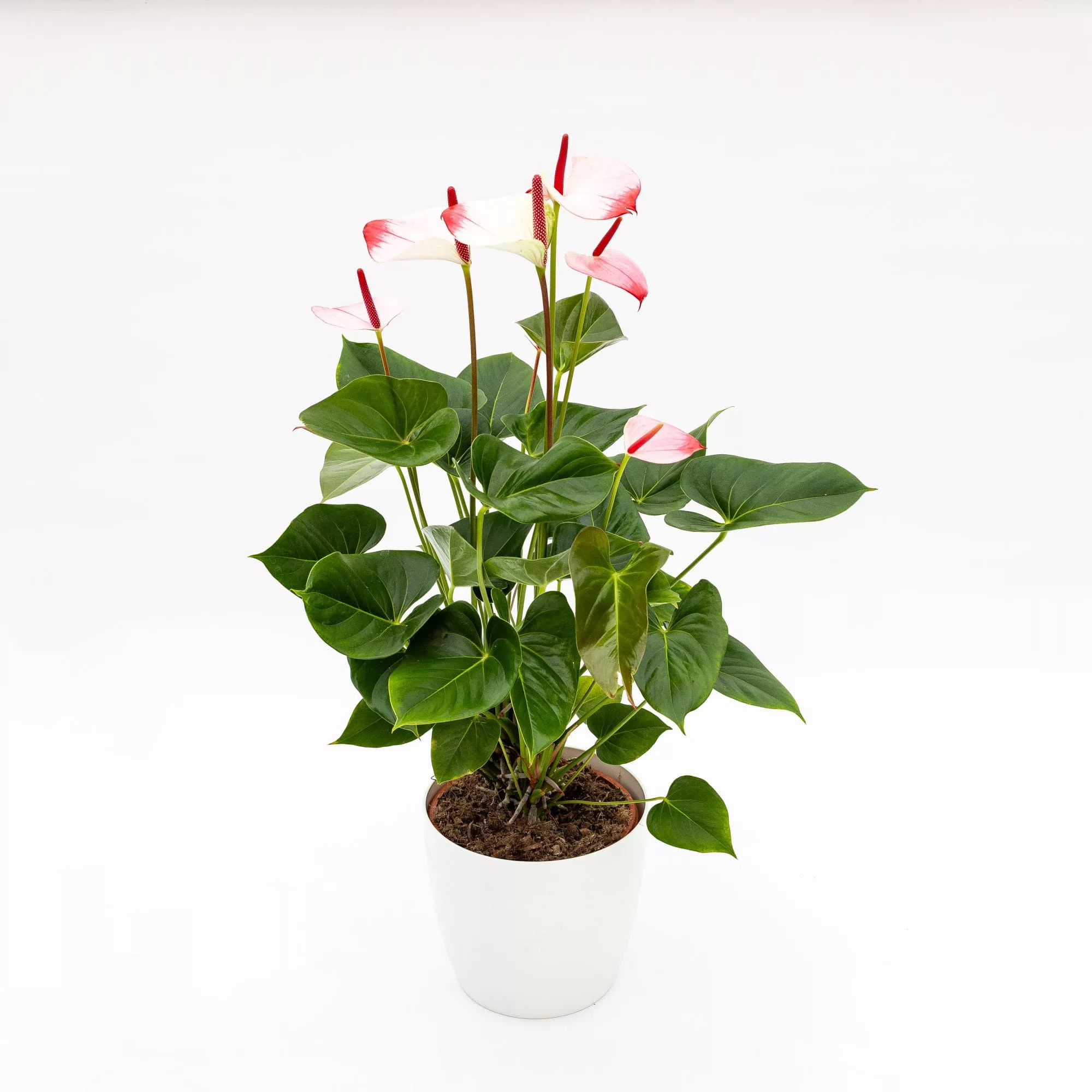 Anthurium andreanum "Princess Amalia Elegance"