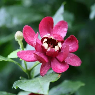Calycanthus floridus "Aphrodite"