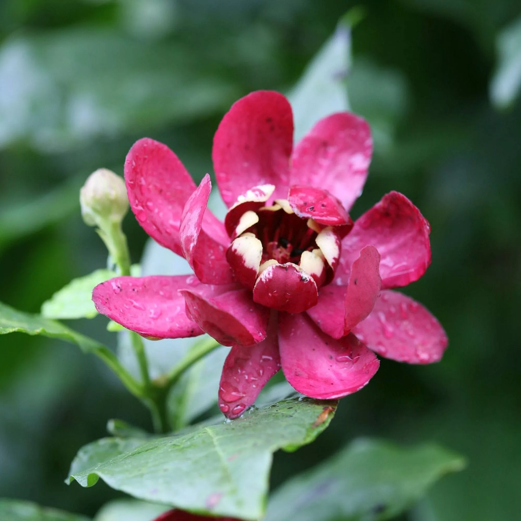 Calycanthus floridus "Aphrodite"