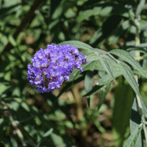Buddleja davidii "Nanho Blue"