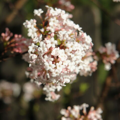 Viburnum farreri