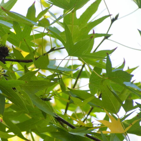 Liquidambar styraciflua "Worplesdon"