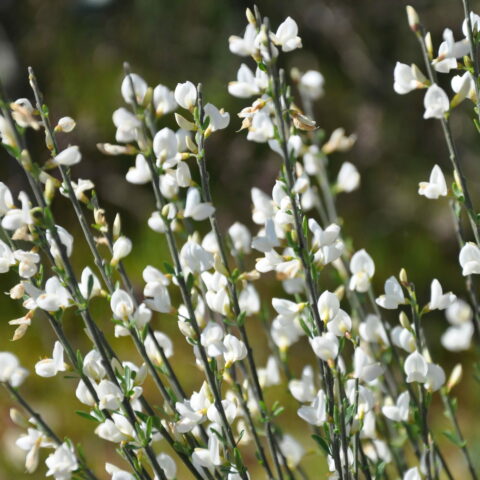 Cytisus "Albus" o Cytisus multiflorus