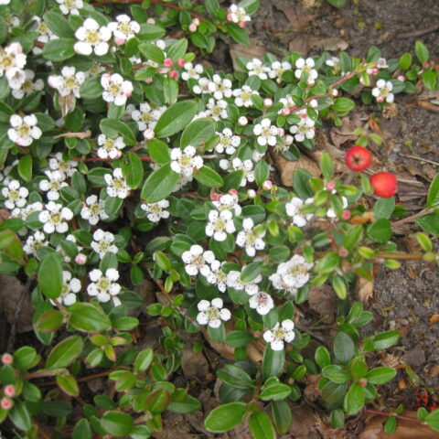 Cotoneaster dammeri "Major"