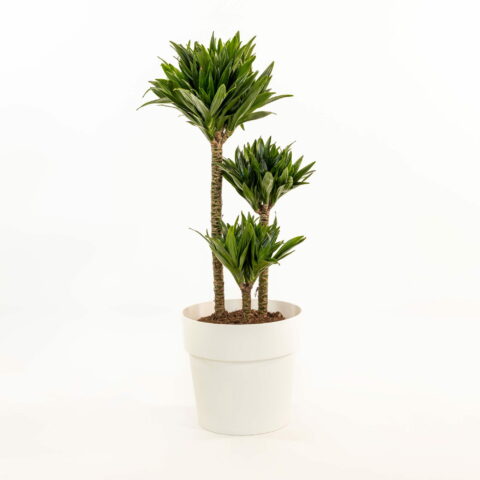 Dracaena fragrans "Compacta"