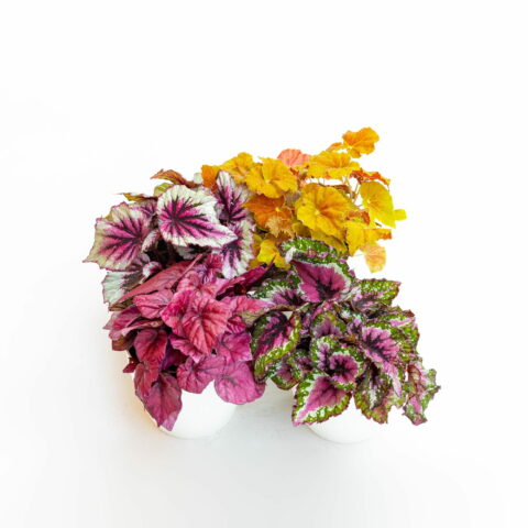 Begonia rex in variet