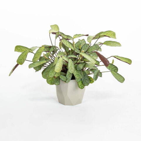 Ctenanthe burle-marxii "Amagris"