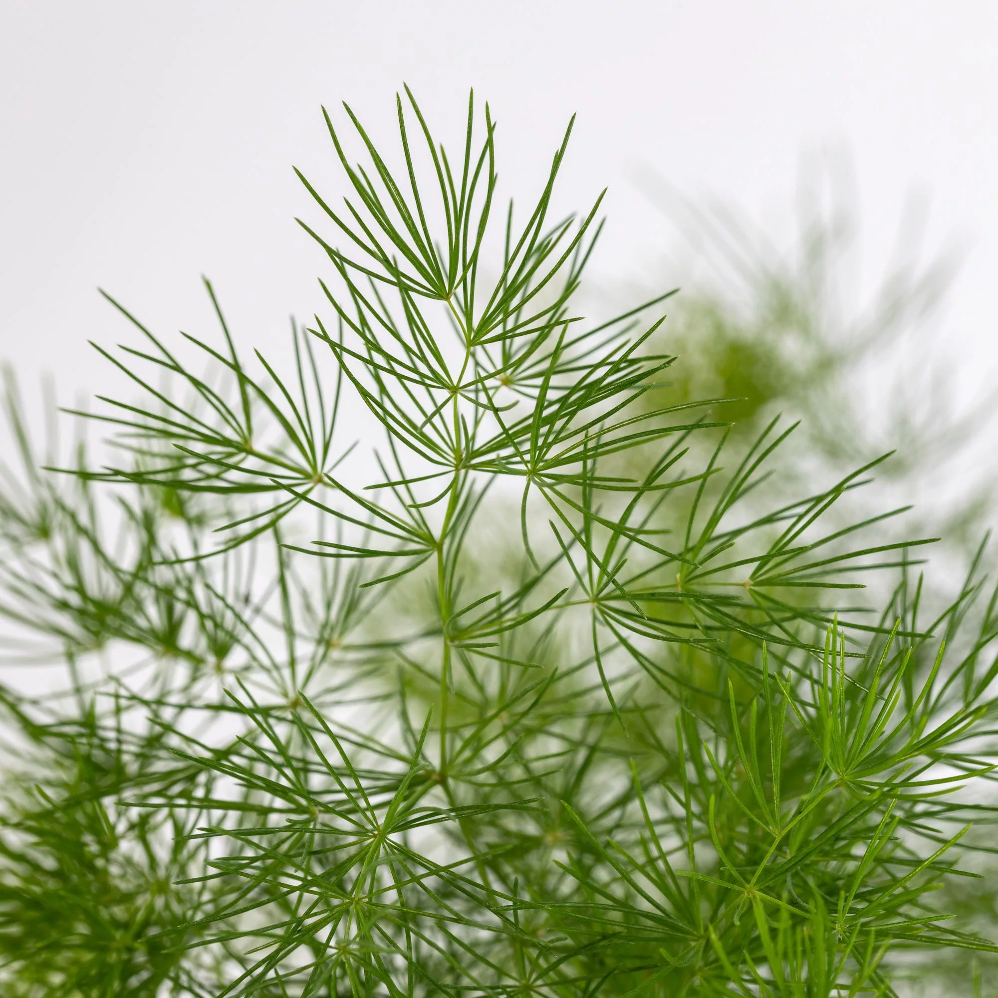 Asparagus umbellatus