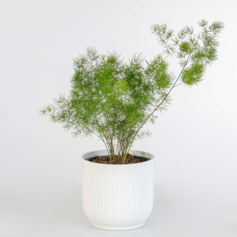 Asparagus umbellatus