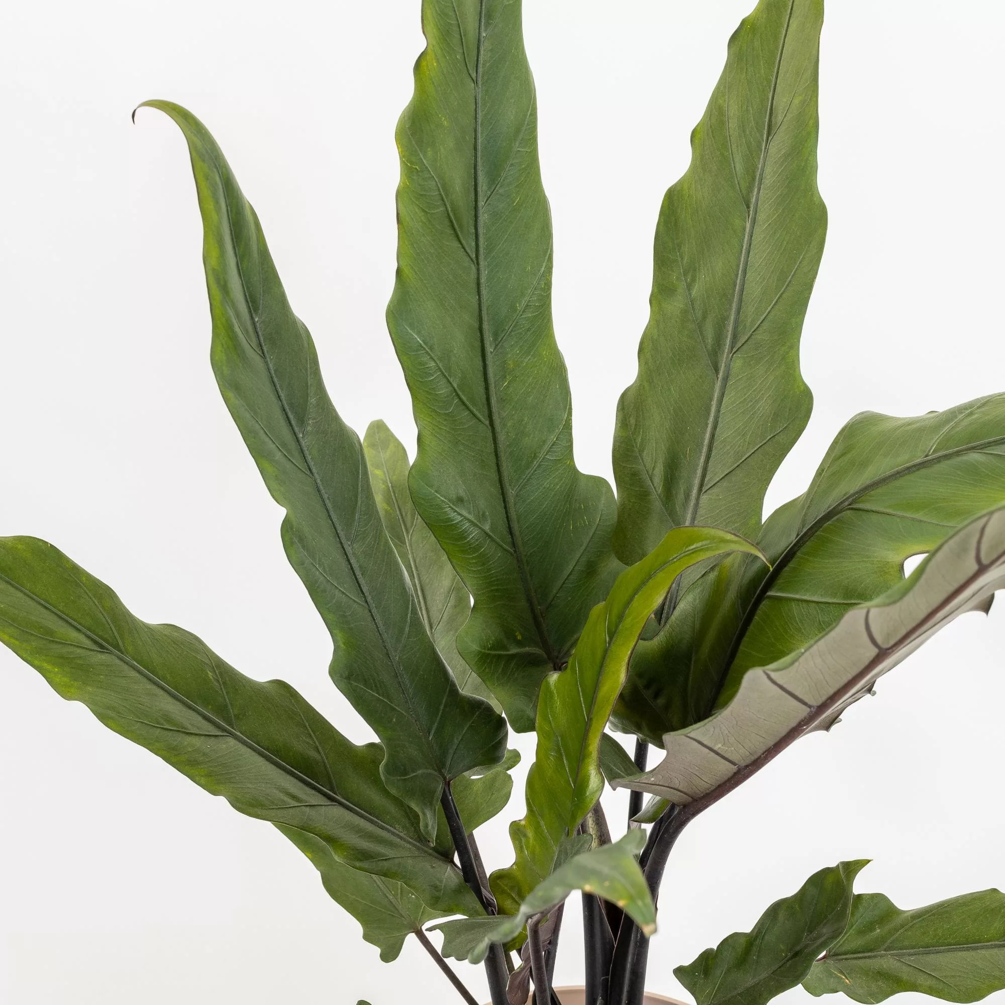 Alocasia lauterbachiana
