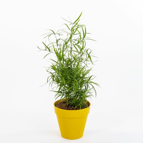 Asparagus falcatus